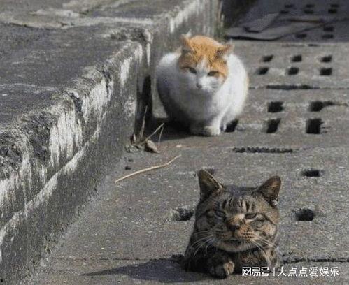 成都流浪猫吃瓜群众视频,街头一幕引发网友热议