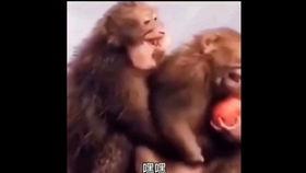 猴王吃瓜配音片段视频,趣味横生的动物喜剧瞬间