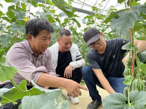 朱亭吃瓜视频全集,揭秘娱乐圈幕后真相