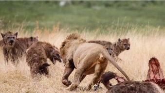 韩剧鬣狗吃瓜视频,揭秘韩剧中的残酷现实与人性挣扎