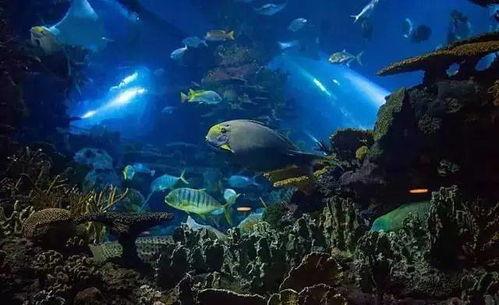 北京海洋馆吃瓜视频,一场别开生面的海洋盛宴