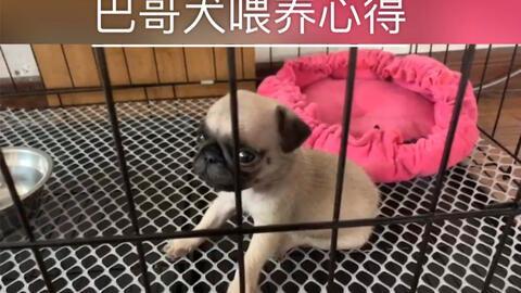 巴哥可以吃蜜瓜吗视频大全,安全与注意事项揭秘