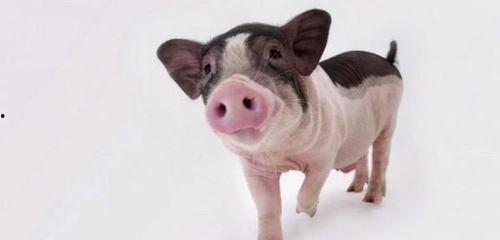 小猪吃瓜可爱视频在线观看,小猪吃瓜可爱瞬间,在线观看萌化你的心