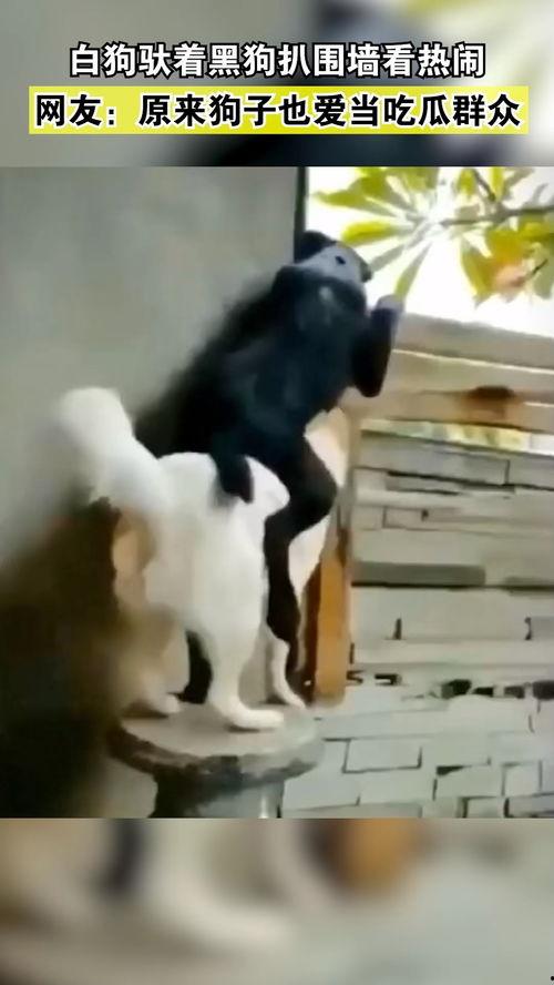 狗狗吃瓜群众的视频,萌宠吃瓜瞬间,萌化你的心