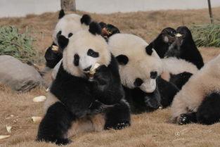 吃瓜熊猫人视频动漫图片,动漫图鉴中的欢乐时光