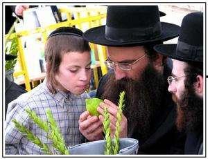 犹太人吃瓜视频,一场跨文化的趣味碰撞