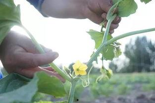 众筹吃瓜的视频,揭秘网络红人现象背后的狂欢与争议