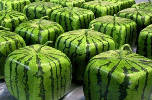 中国最早吃瓜视频