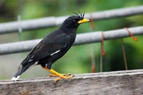 八哥爆料吃瓜视频,揭秘吃瓜视频背后的惊人真相