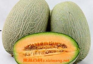 珍珠龟吃哈密瓜会死吗视频,珍珠龟误食哈密瓜致命实验揭秘