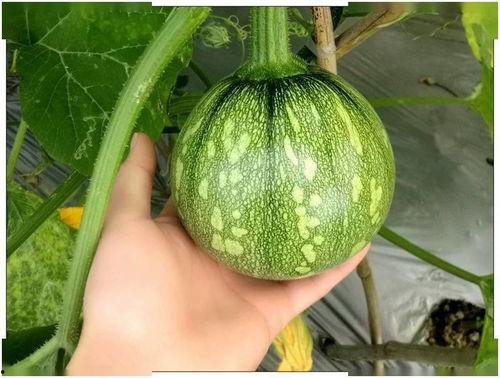 厦门吃瓜小视频,小视频记录城市生活百态