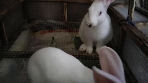 兔子吃洋瓜吗会死吗视频