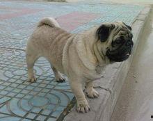 八哥犬吃羊角瓜好吗视频