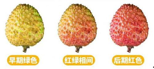 荔枝吃瓜的视频,揭秘网红美食背后的故事