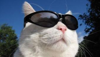 湖州吃瓜猫姐是谁啊视频,视频走红背后的故事