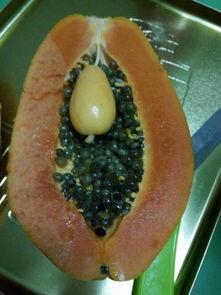 吃小瓜长视频,趣味横生的美食探秘之旅