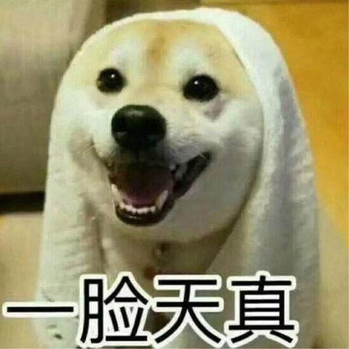 搞笑视频吃瓜情侣头像大全,吃瓜群众必备表情包