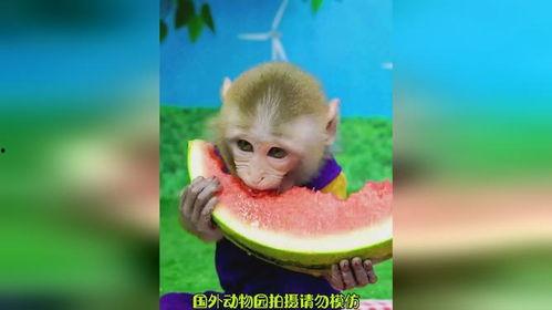 人吃瓜像猴子视频素材