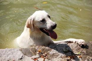 京巴犬可以吃哈密瓜吗视频,揭秘哈密瓜的适宜性