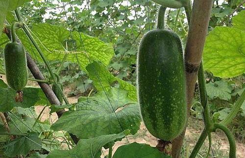 吃瓜视频渠道怎么找到的,吃瓜视频渠道的神秘来源揭秘