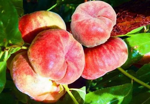 偷蟠桃吃大瓜视频,一场奇幻美食之旅