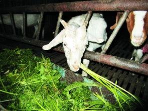 山羊可以吃哈密瓜嘛视频