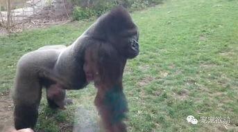 中国女孩猩猩吃瓜视频