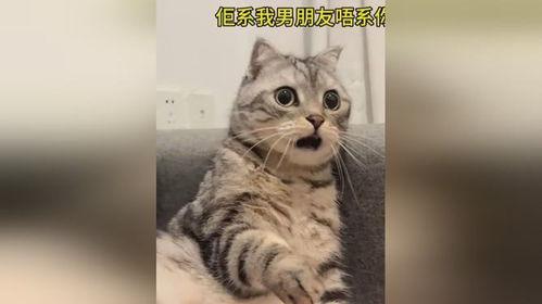 大型猫吃瓜视频
