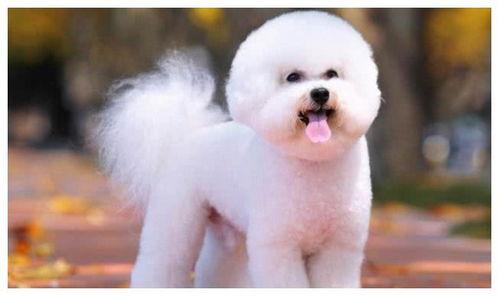 小比熊可吃哈密瓜吗视频