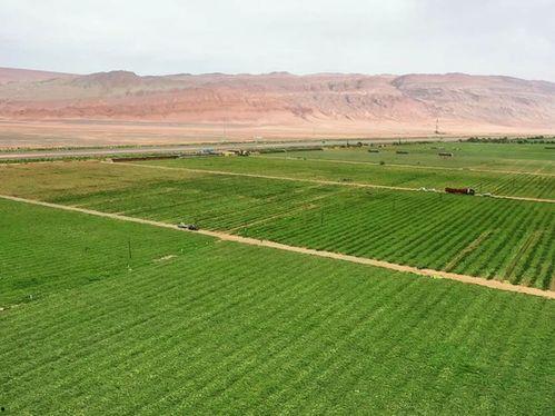 吐鲁番高昌区吃瓜事件视频,一场夏日里的欢乐风波