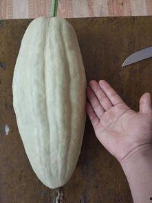 毒瓜的叶子可以吃吗视频,可食用还是危险陷阱？