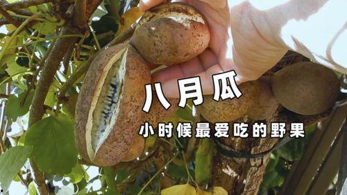 牛魔王吃八月瓜视频播放,视频播放引爆网络