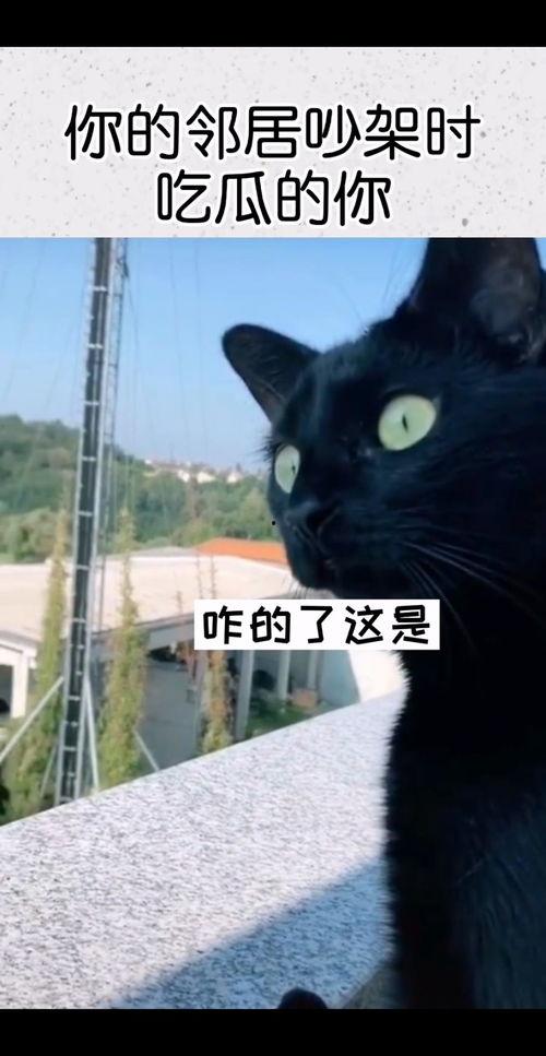 邻居吵架吃瓜配音视频在线观看,一场激情四溢的吵架配音秀