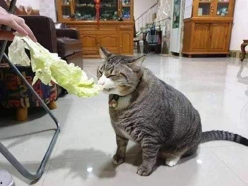 吃瓜猫咪合拍视频在线观看