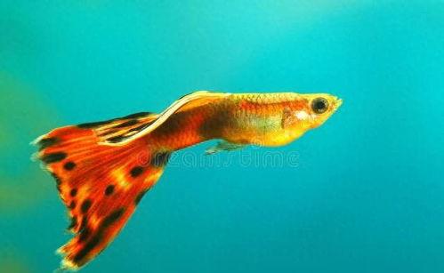 孔雀鱼可以吃毛瓜吗视频,毛瓜的适宜程度大揭秘