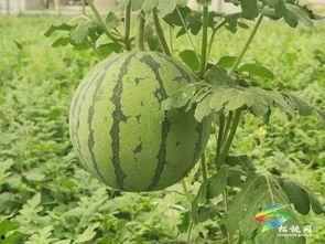 无棣吃瓜事件最新进展视频