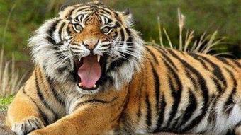 大虎瓜怎么吃最好吃视频,视频揭秘最佳食用方法