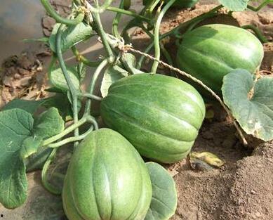 香瓜猫吃瓜的视频,萌态十足，瓜香四溢！