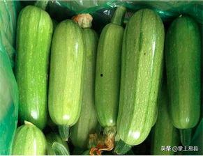 瓜哥吃西葫芦视频大全,瓜哥带你领略西葫芦美食盛宴