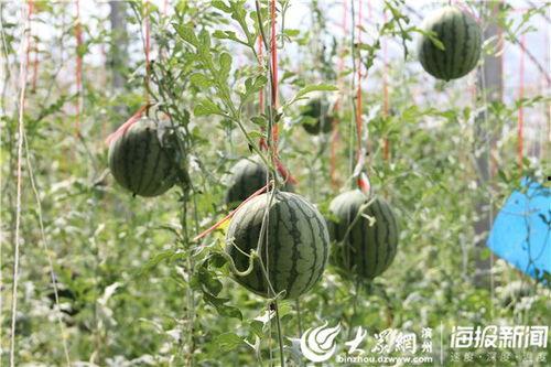 诸城最新吃瓜事件真相视频,揭秘真相背后的惊人内幕