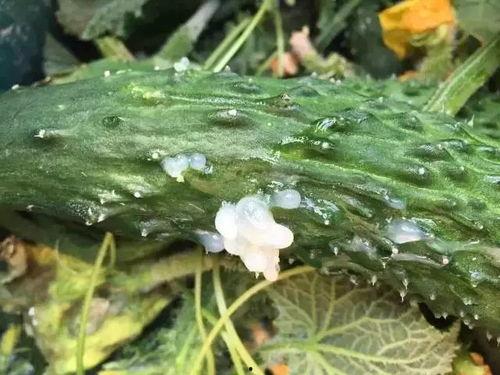 捧瓜叶子可以吃吗视频,揭秘能否食用的真相