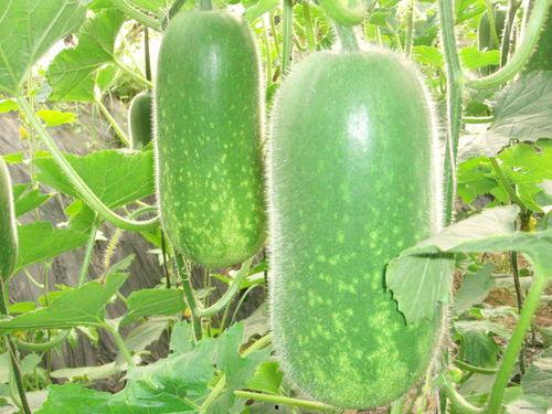 吃瓜视频大全吐彩虹,彩虹斑斓的娱乐盛宴