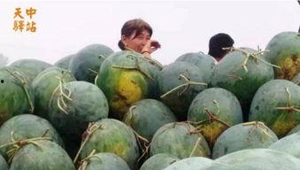 泰盛吃瓜现场视频大全,视频大全揭秘幕后真相