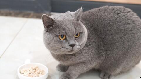 怎么喂蓝猫吃哈密瓜视频,轻松喂食教程