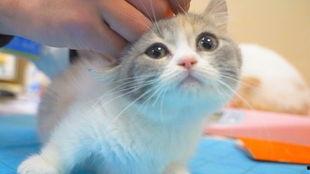 萌猫宝哥哥吃哈密瓜视频,哈密瓜美食之旅