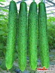 吃刺瓜搞笑视频素材,笑料横生的美食冒险记