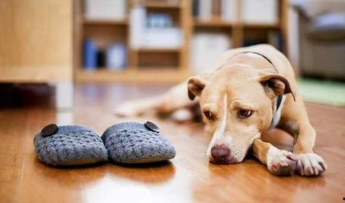 狗看人吵架吃瓜视频,化身“吃瓜群众”萌态十足