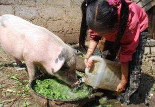 孙子吃猪瓜的视频大全集